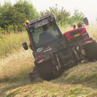 Saatgutgewinnung bei der Deichmahd
