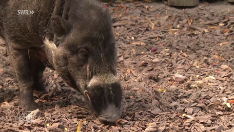 Visayas-Mähnenschwein