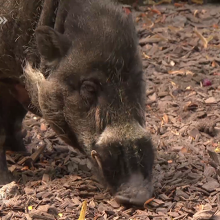 Visayas-Mähnenschwein