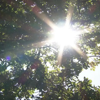 Waldsterben im Mittelrheintal