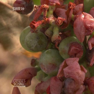 Weinlese schon jetzt verhagelt: Winzern blutet das Herz