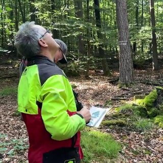 ein Mann begutachtet Bäume