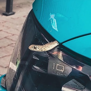 Schlange im Motorraum