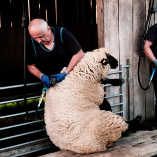 Einmal im Jahr kommen Schafscherer Jürgen Hümmer und sein Team zu Wanderschäfer Hermann Nauheim.