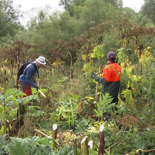 Bärenklau wird entfernt