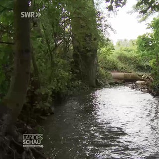 Neues Leben am renaturierten Eisbach