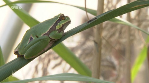 Gutes Wetter zum Auswildern von Fröschen
