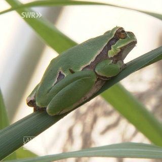 Gutes Wetter zum Auswildern von Fröschen