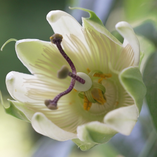 Präparate mit Passionsblume können krampf- und angstlösend wirken.