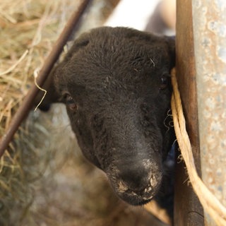 Schaf schaut durch einen Zaun.