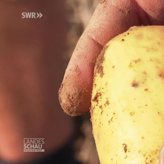 Drahtwürmer in Kartoffeln gefährden die Ernte