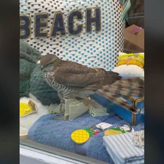 Ein Vogel im Schaufenster