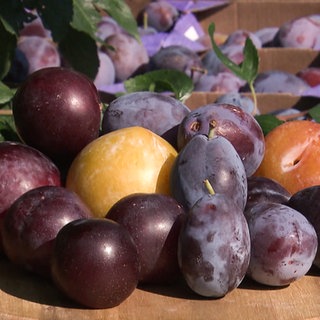 Teller mit Zwetschen und Pflaumen.