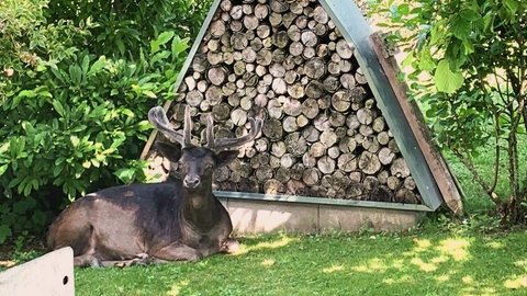 Wurde Henry als "Bambi" von einer Frau aus Birresborn großgezogen?