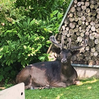 Wurde Henry als "Bambi" von einer Frau aus Birresborn großgezogen?