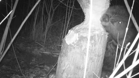 So gestaltet der Biber sich an der Selz einen Biber-See