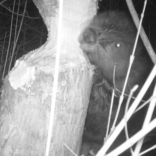 So gestaltet der Biber sich an der Selz einen Biber-See