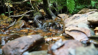 Ein Bachlauf im Nationalpark Hunsrück-Hochwald.