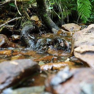 Ein Bachlauf im Nationalpark Hunsrück-Hochwald.