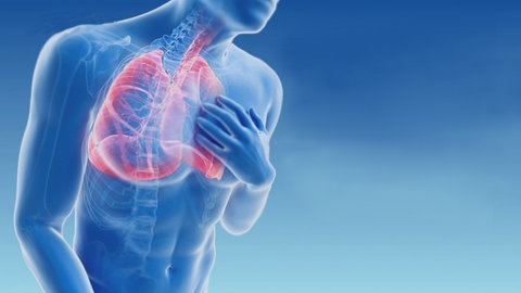 Grafik mit Lunge, Skelett und gekennzeichneten Bronchien