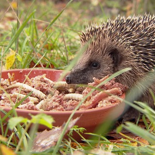 Igel an einer Futterschüssel, frißt sich Winterspeck an.
