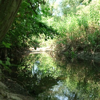 Bach mit niedrigen Wasserstand