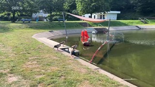 Nilgänse im Naturfreibad