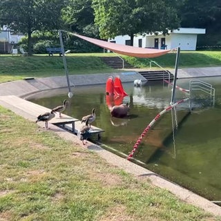 Nilgänse im Naturfreibad