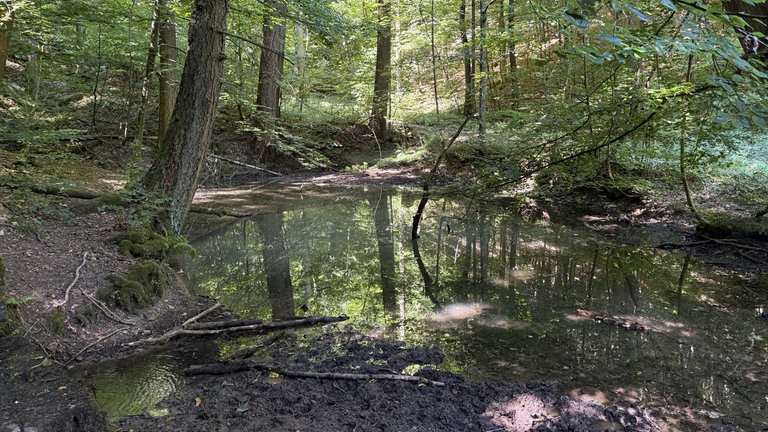 Die blaue Halde ist zu sehen, das ist ein kleiner Teich im Wald.
