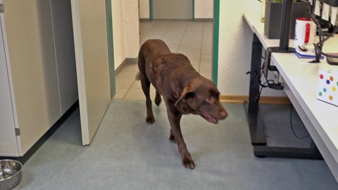 Ein Hund kommt durch eine Bürotür