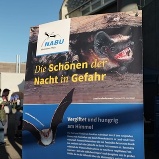 Nabu Plakat mit Fledermäusen, betitelt mit: Die Schönen der Nacht in Gefahr