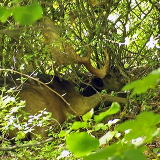 Hirsch Henry liegt leblos im Gebüsch