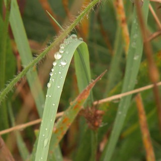 Nahaufnahme eines mit Wassertropfen besetzten Grashalms