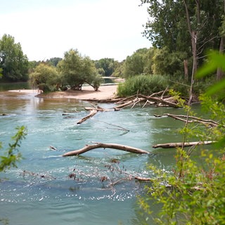 In den Mechtersheimer Rheinauen lässt man den Fluss wieder Fluss sein