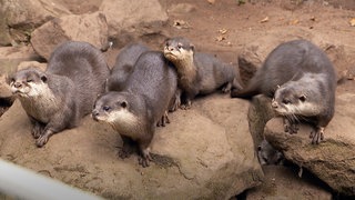 Im Zoo Kaiserslautern sind sechs Baby-Otter erstmals im Außengelände zu sehen.