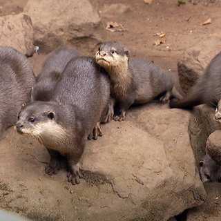 Im Zoo Kaiserslautern sind sechs Baby-Otter erstmals im Außengelände zu sehen.