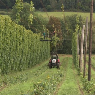 Hopfenerntearbeiten