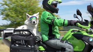 Hund auf Motorrad