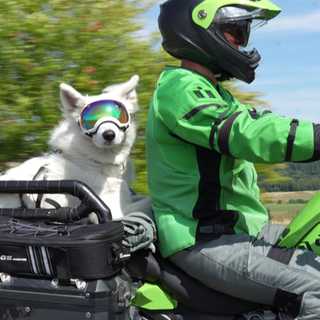 Hund auf Motorrad