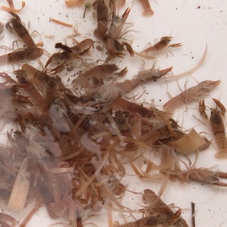 Steinkrebs-Nachwuchs für den Aspelbach