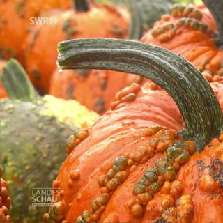 Hässliche Kürbisse für Halloween
