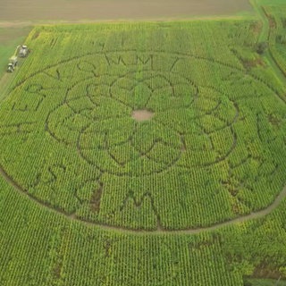 Die Maisernte beginnt