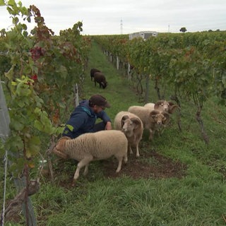 Minischafe im Weinberg
