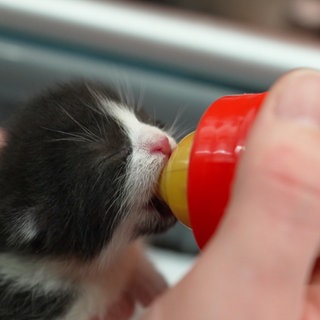 Kater Ulf hat im Altkleidercontainer überlebt. Jetzt wird er im Tierheim aufgepäppelt.
