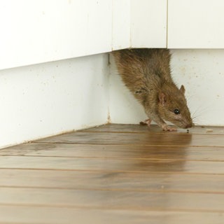 Ratte kommt durch Fußleiste in einen Raum