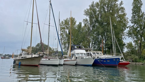 Segelboote am Anleger auf dem Rhein