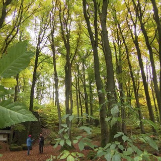Herbstwald in der Eifel
