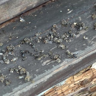 Ein totes Bienenvolk