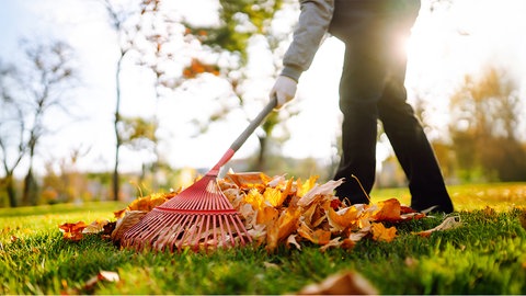 Herbstlaub wird zusammengerecht