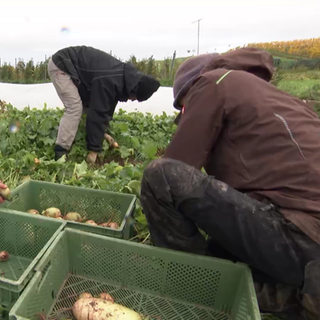 Arbeiten auf der SolaWi